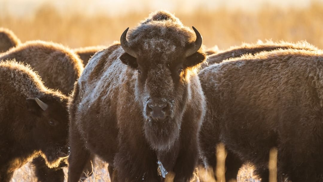 8 Amazing Facts About the North American Bison’s Epic Comeback Story