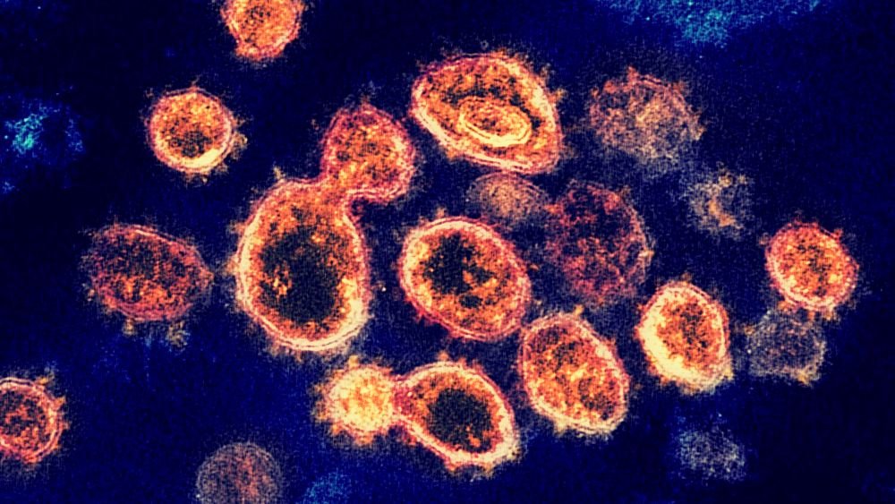 The Human Body's Hidden Defenses: How It Fights Off the Unseen