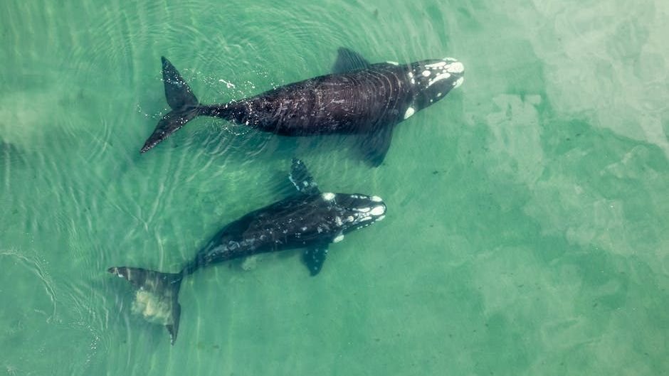 The Mystery of Animal Consciousness: Do They Think and Feel Like Us?