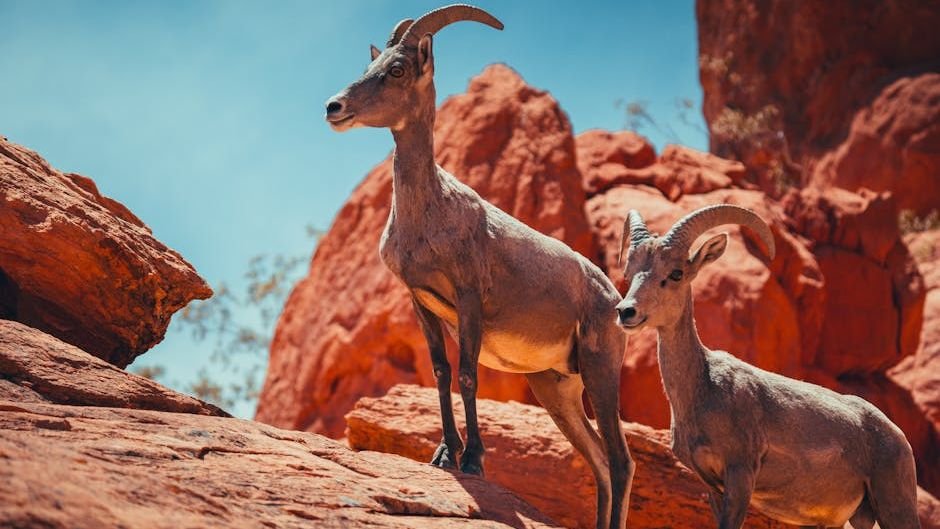 10 Incredible Adaptations of Desert Animals to Extreme US Climates