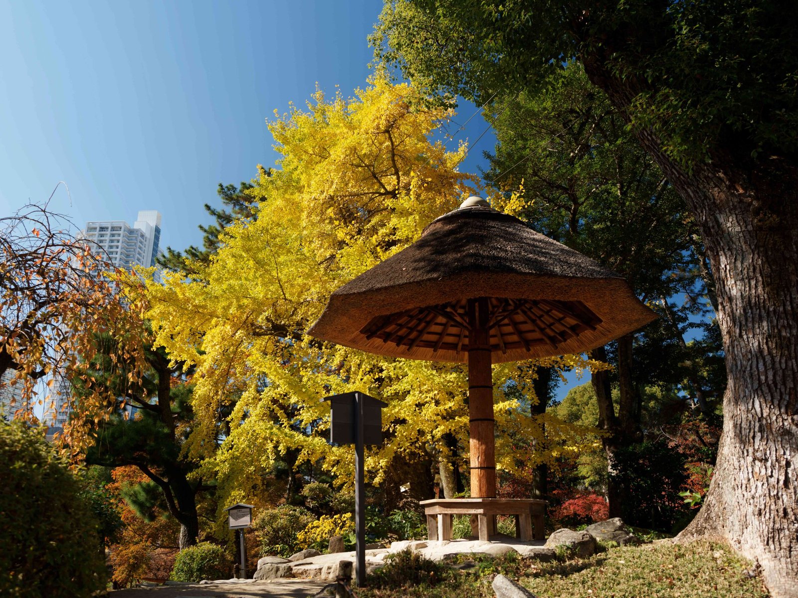 Scientists Are Figuring Out How These Trees Survived a Nuclear Bomb