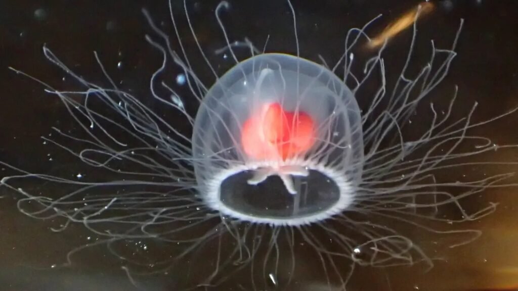 10 Fascinating Facts About the Immortal Jellyfish and Its Secrets