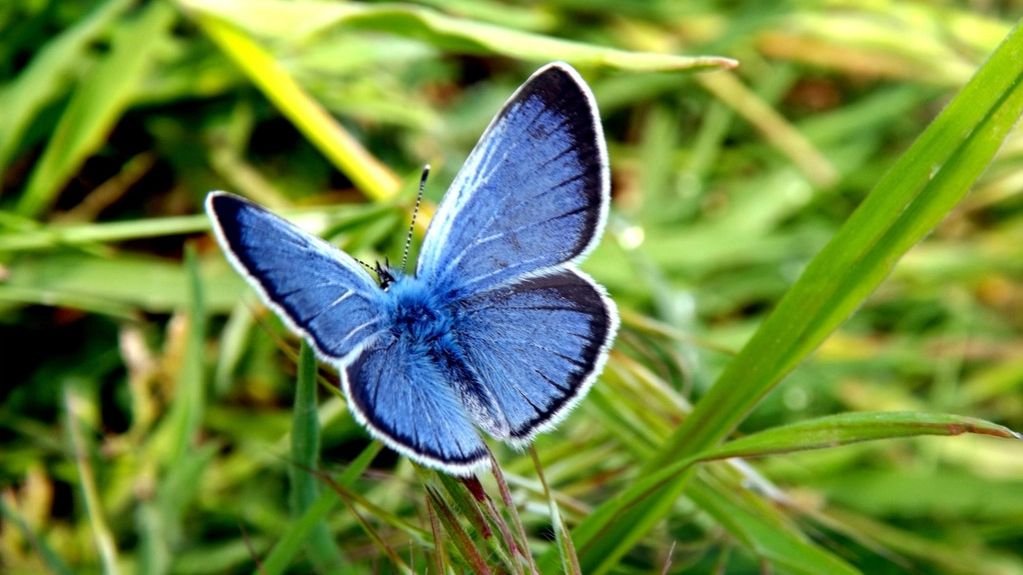 The Butterfly Effect: How Tiny Changes Can Ripple Through the Universe