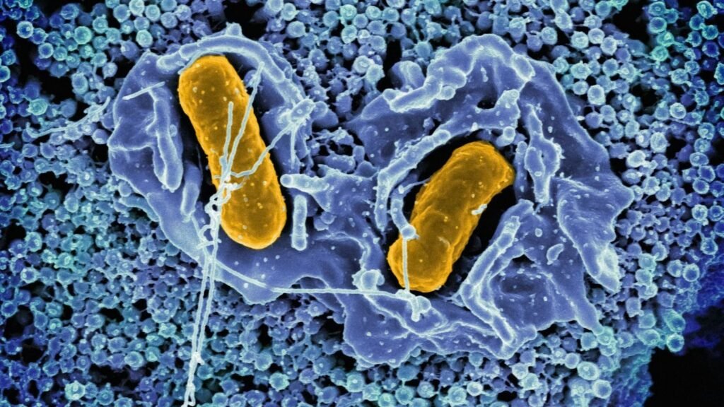 The Human Microbiome: Your Body's Hidden Universe of Tiny Life