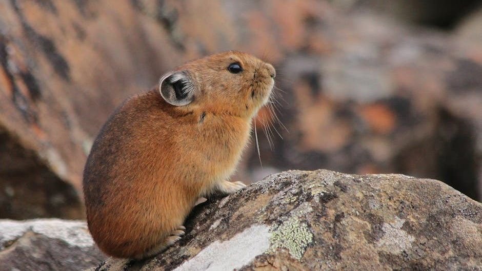 12 Amazing Adaptations of Animals Living in America's Toughest Environments