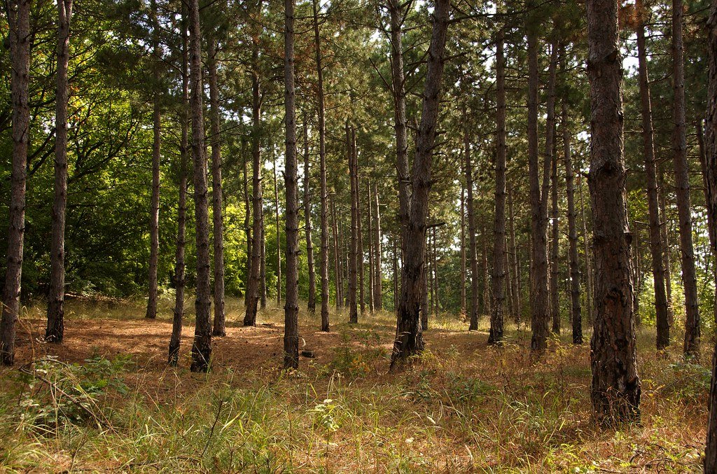 The secret sensory life of plants: Researchers are discovering how they see, hear, feel—and even remember