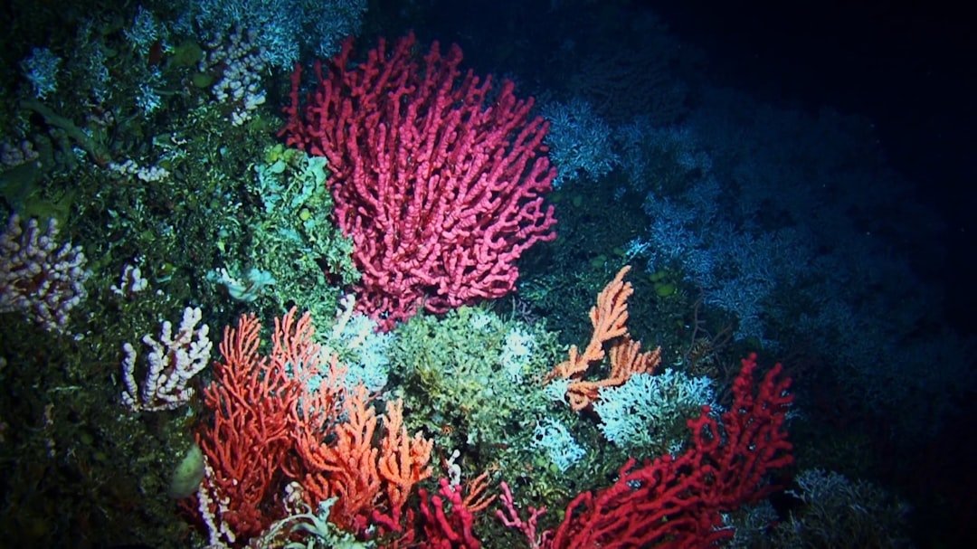 Lost millennium of Galapagos deep-sea corals linked to major Pacific climate shift