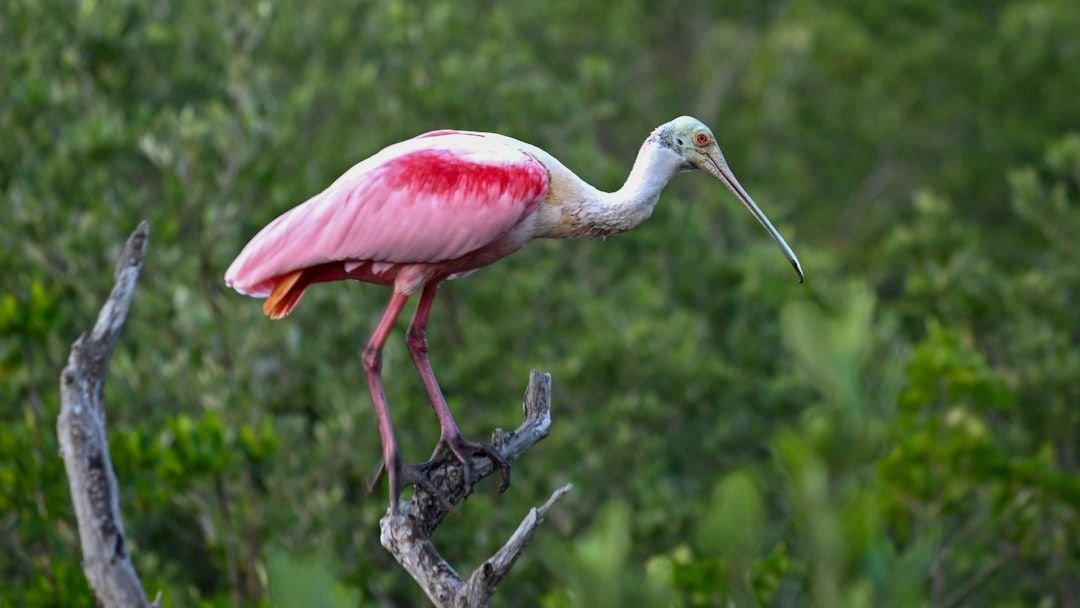 The Ultimate Guide to Birdwatching in Florida This Summer