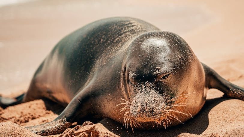 5 Endangered US Animals You Can Help Save Today