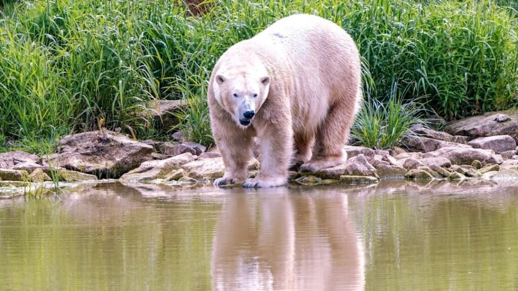 7 Times Animals Behaved Like Humans, According to Science