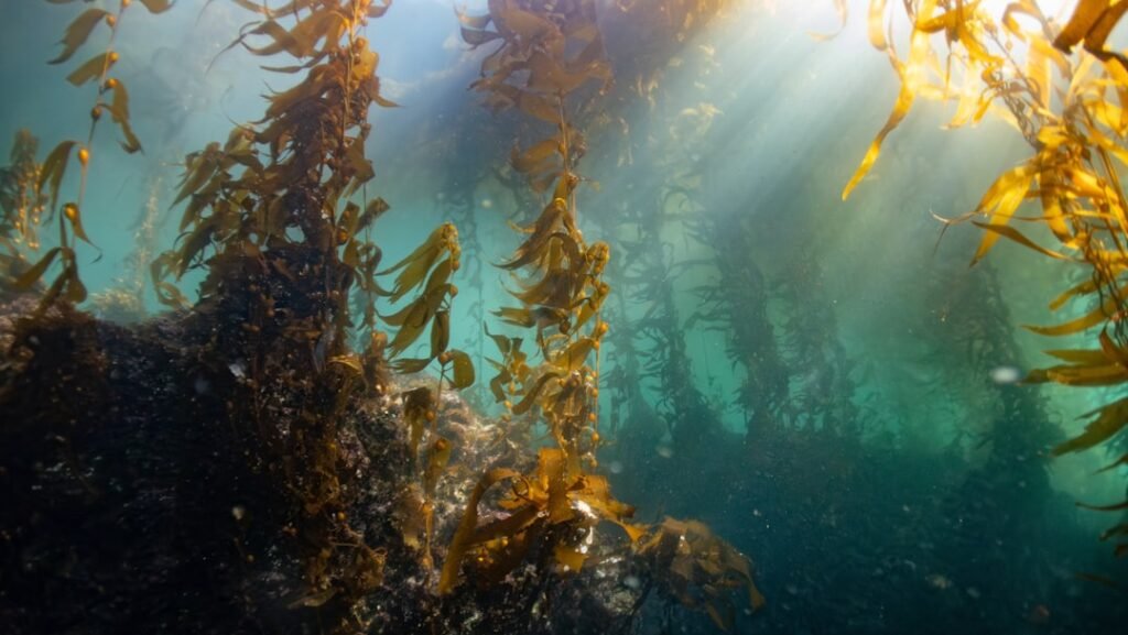 A campaign to protect one of the planet’s only expanding kelp forests takes shape