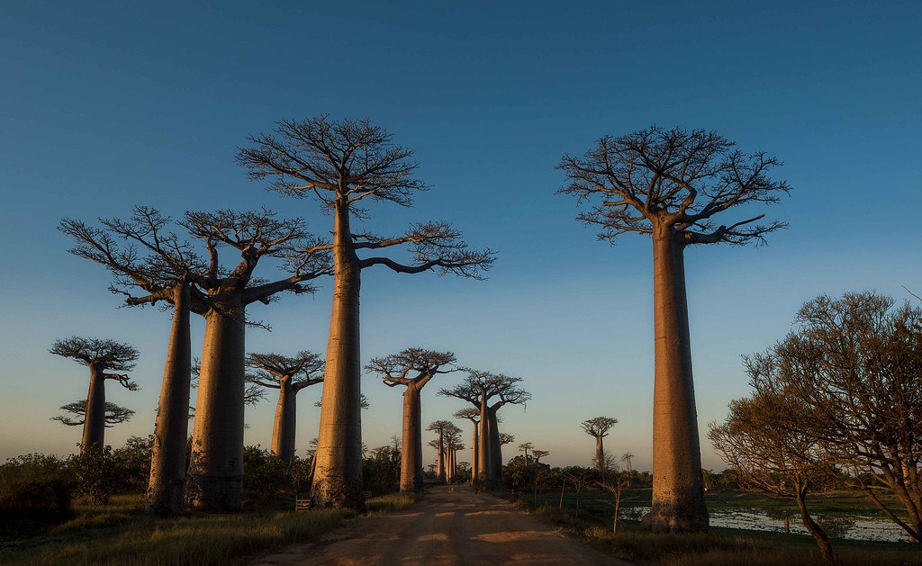 Madagascar's ancient baobabs store 700 years of climate secrets—what they reveal