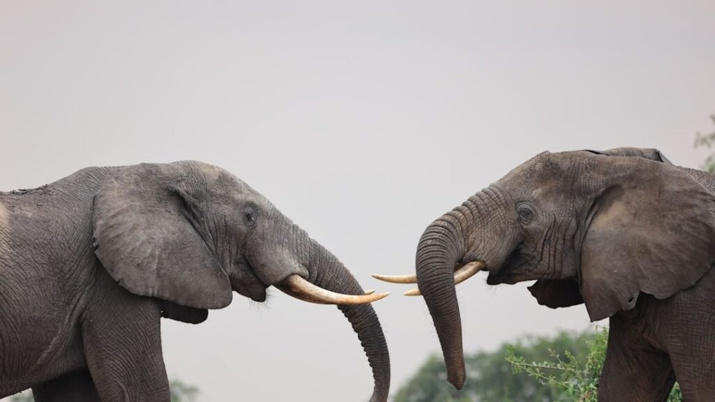 7 Incredible Ways Animals Communicate That Will Astonish You