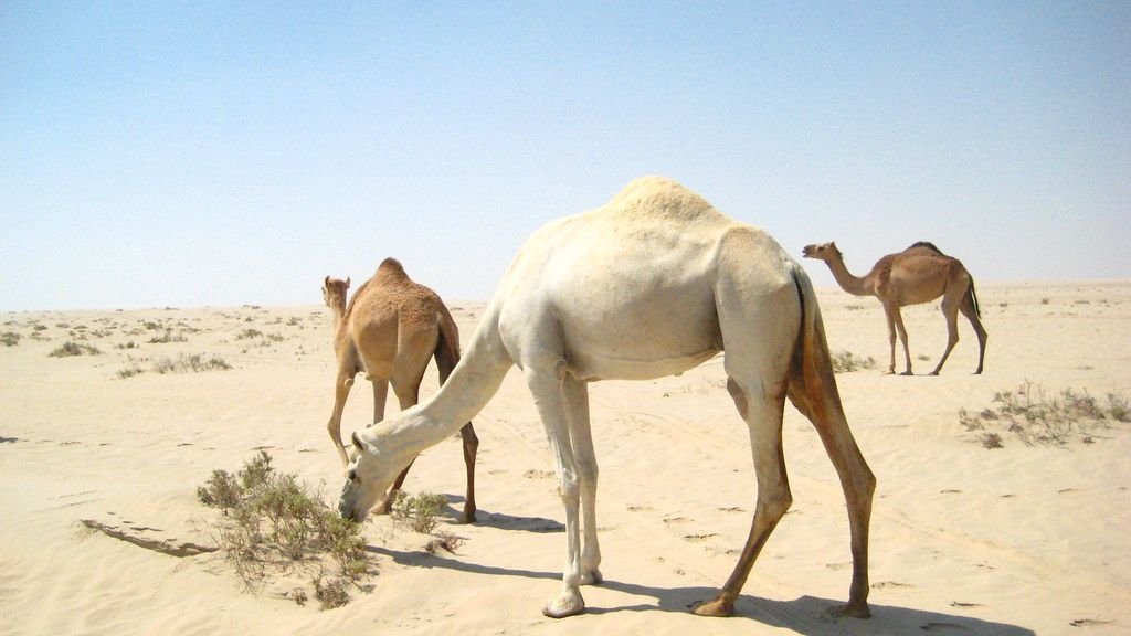 7 Remarkable Creatures That Survive Earth's Harshest Environments