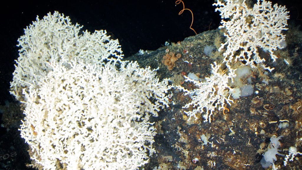 9 Astonishing Facts About the Deep Ocean's Hidden Ecosystems