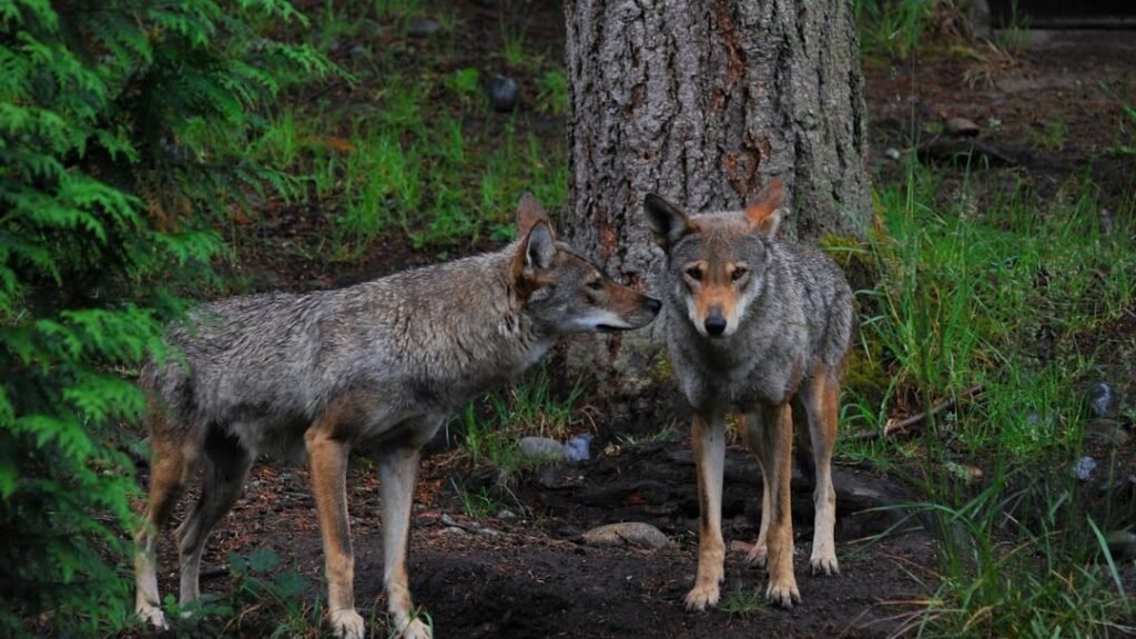 7 Endangered US Animals You Can Help Understand and Protect