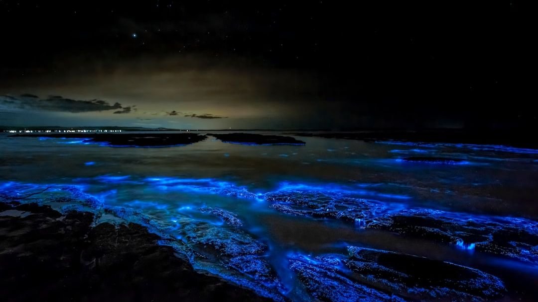 9 Fascinating Facts About Bioluminescence: Nature’s Own Light Show