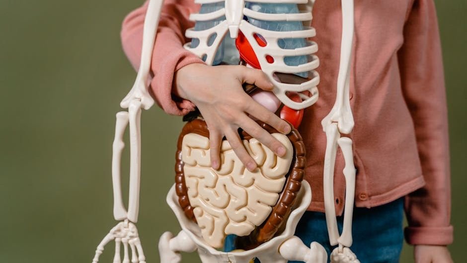 Your Gut Has a Second Brain: The Amazing Science of Your Microbiome