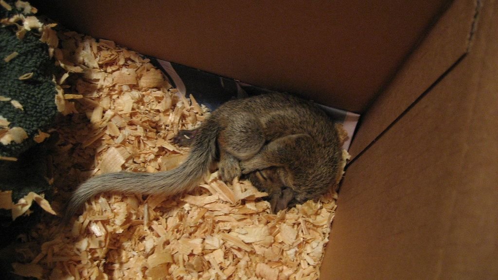 Time Travelers Among Us: The Incredible Science of Hibernation and Suspended Animation