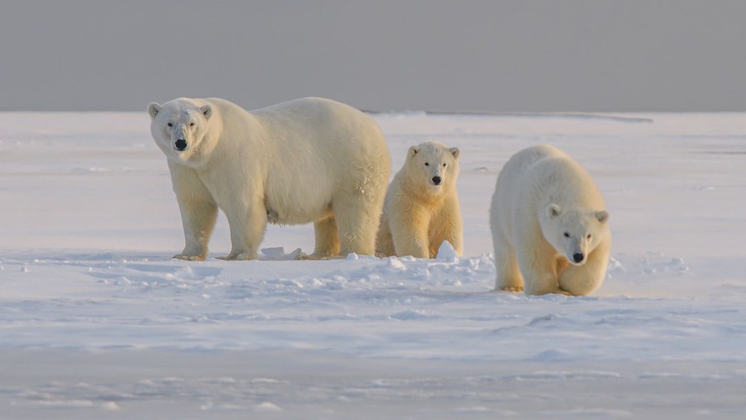 The Vanishing Giants: How Climate Change Threatens America’s Most Iconic Animals