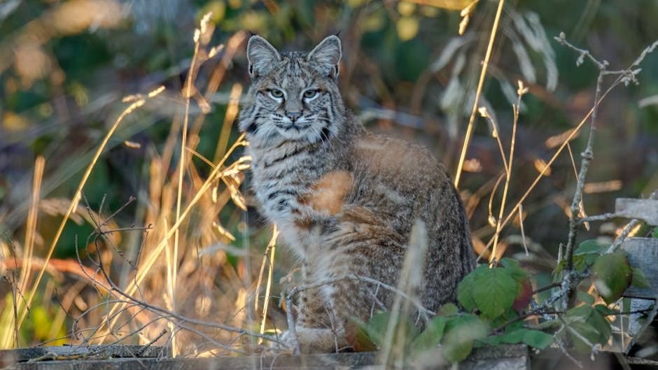Bringing bobcats back from the brink