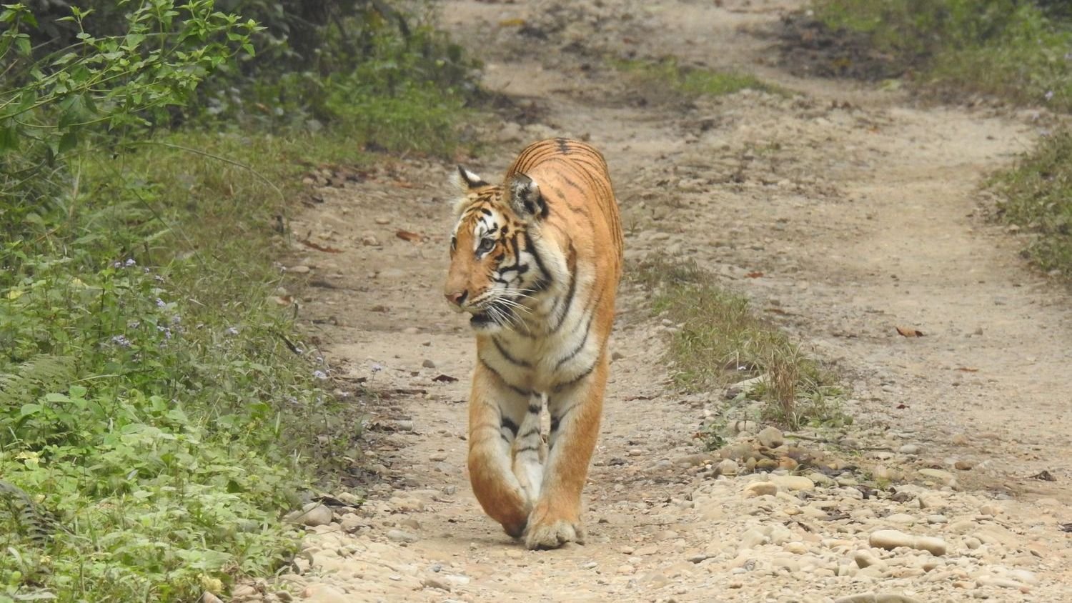 Nepal plans park for ‘problem’ tigers as attacks raise concerns