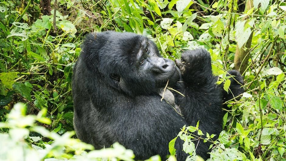 Amid conflict and poaching, tech helps boost mountain gorilla numbers