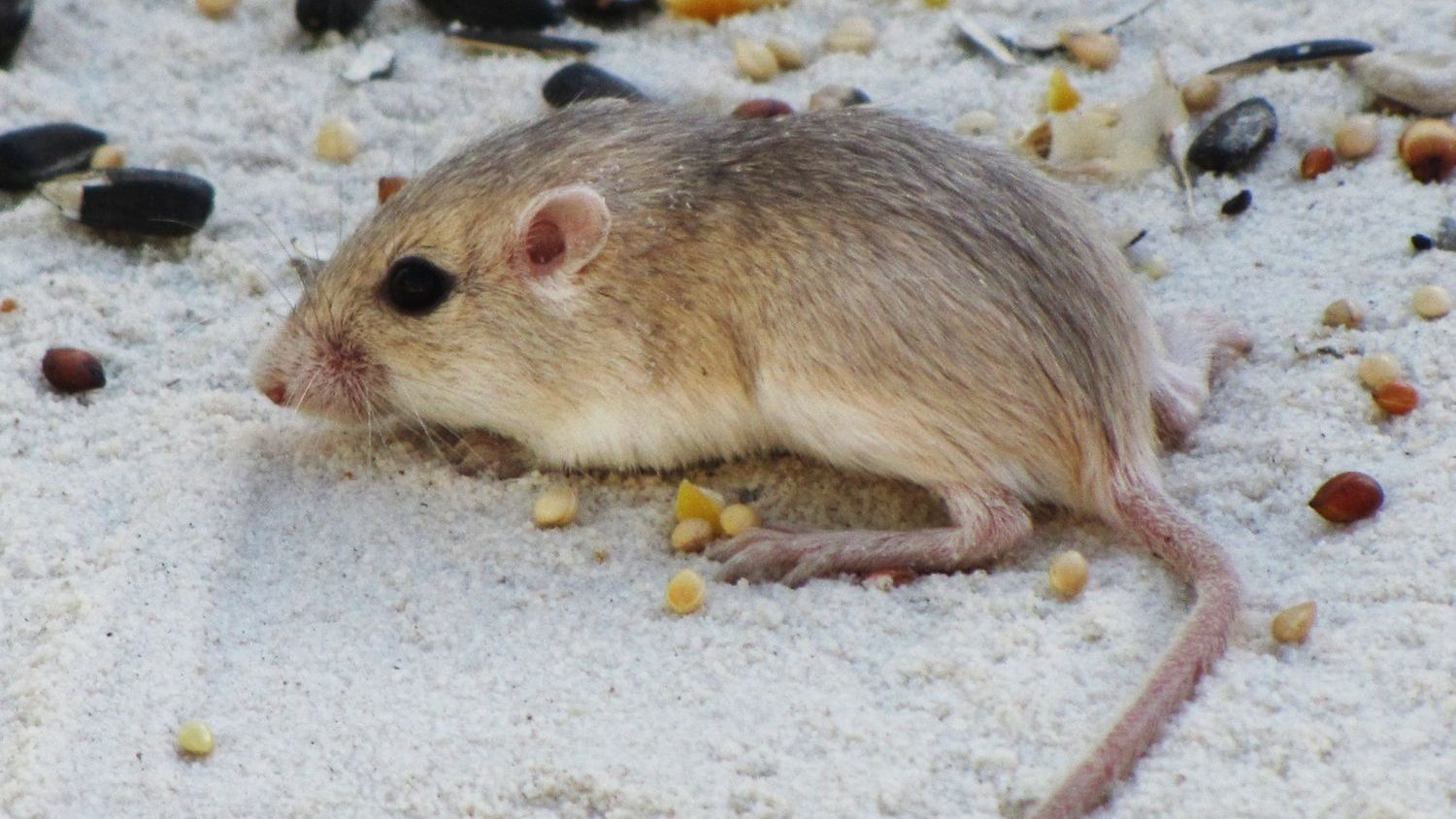 Endangered pocket mice can adapt to warming climate