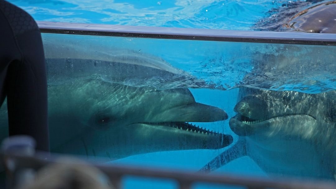 Singapore to halt sourcing and breeding dolphins