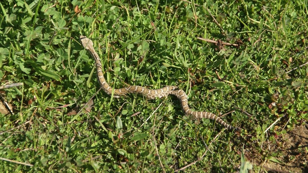 Baby rattlesnakes don’t pack more venom than adults