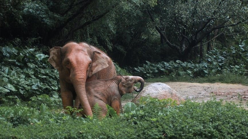 Elephants adjust what they eat in altered habitats, signaling growing pressure