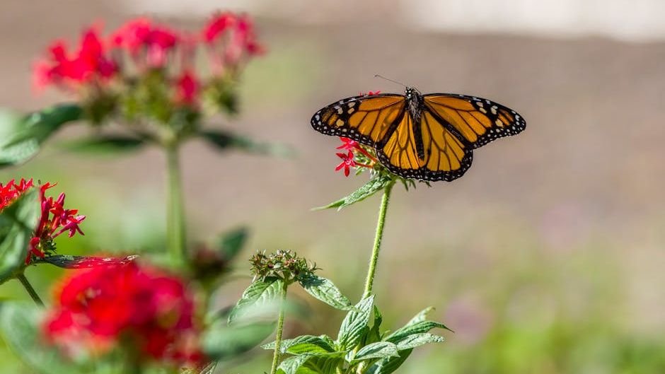 Climate change makes it harder to be a monarch
