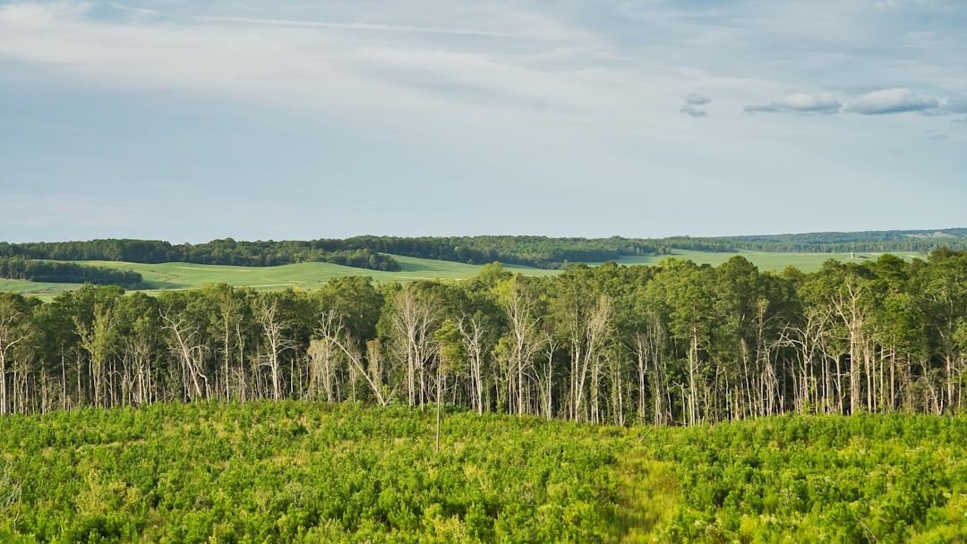 Forest-focused environment laws may be pushing farming into other ecosystems