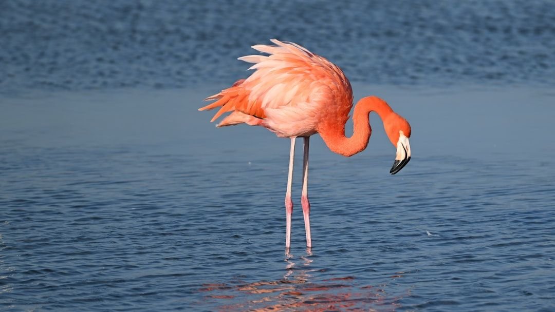 The American Flamingo is Fabulous in Pink