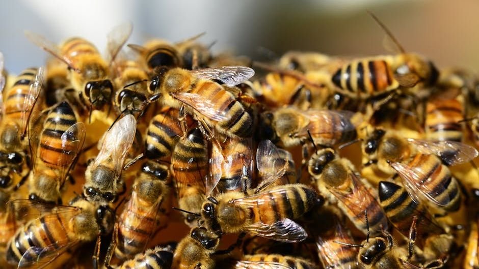 Public backs the bees but doesn’t know them