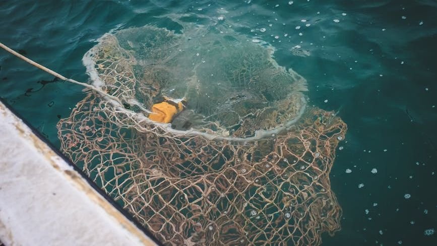 Study finds bottom trawling nets 3,000 marine fish species, including threatened ones