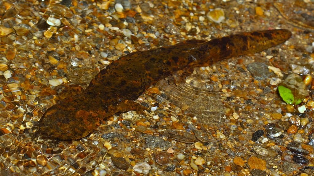 What in the Hellbender?