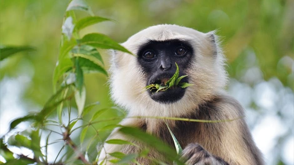 Citizen science helps reconnect Singapore treetops for elusive leaf-eating langurs