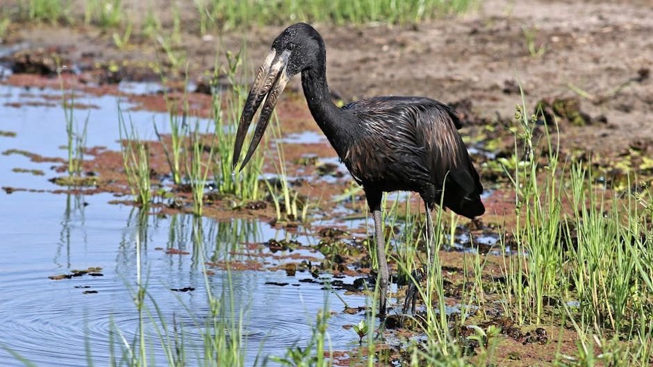 New atlas aims to help save Africa’s disappearing wetlands
