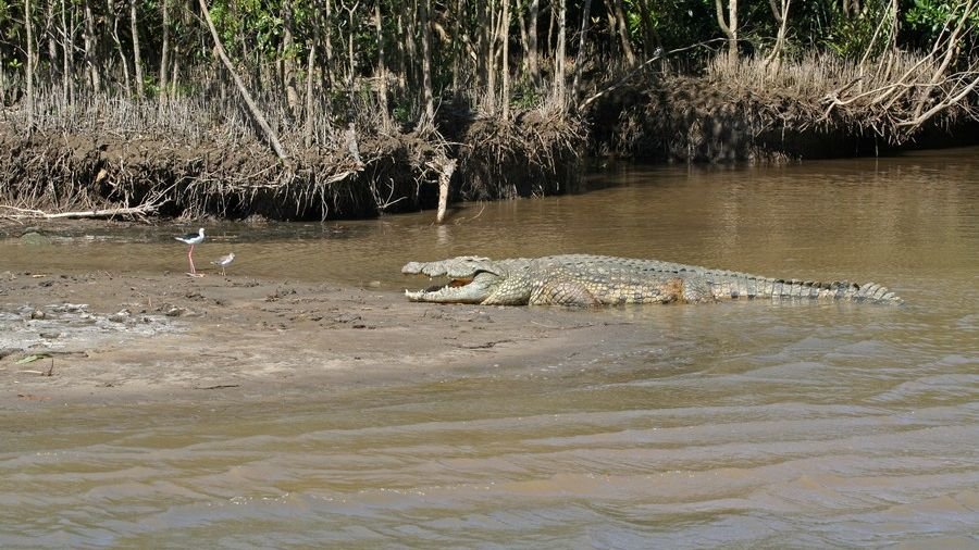 Wetland destruction for mining, oil palm tied to crocodile attacks in Indonesia