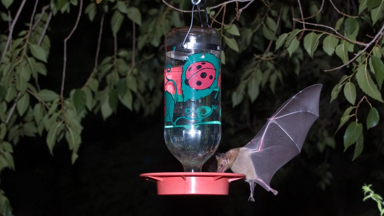 DNA traces in bird feeders leads to rare bat discovery