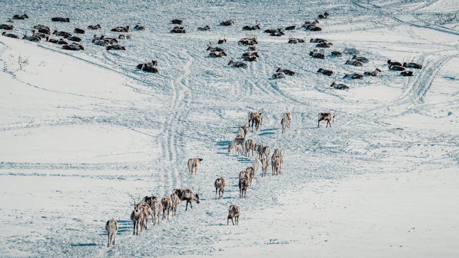 10 Incredible Feats of Animal Migration That Defy All Logic