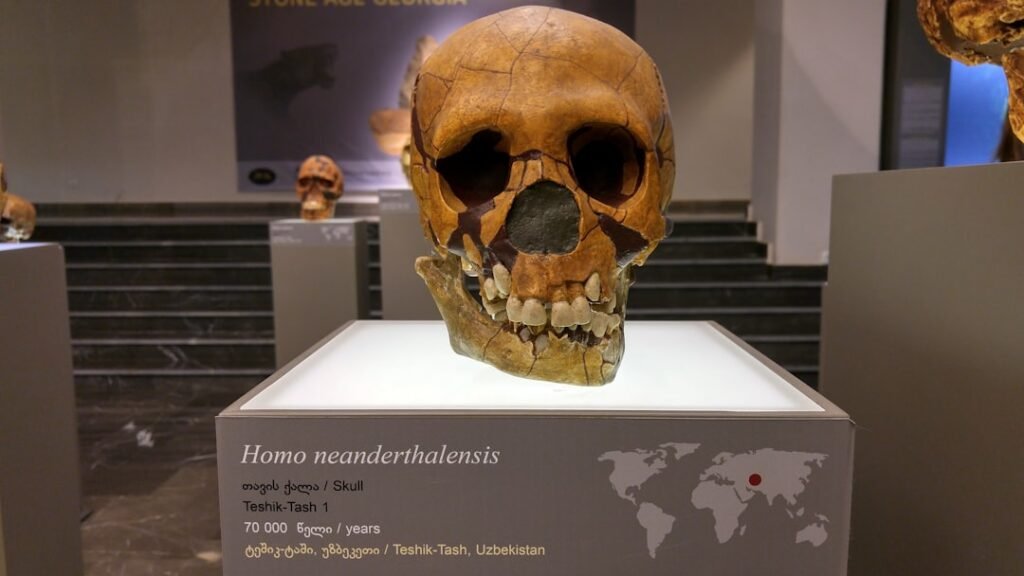 Climate and competition alone cannot explain Neanderthal extinction, study finds