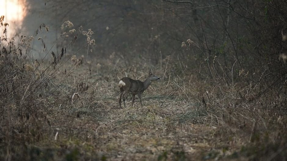 Chernobyl's exclusion zone is a beacon of biodiversity—but it faces new threats from Russia's invasion