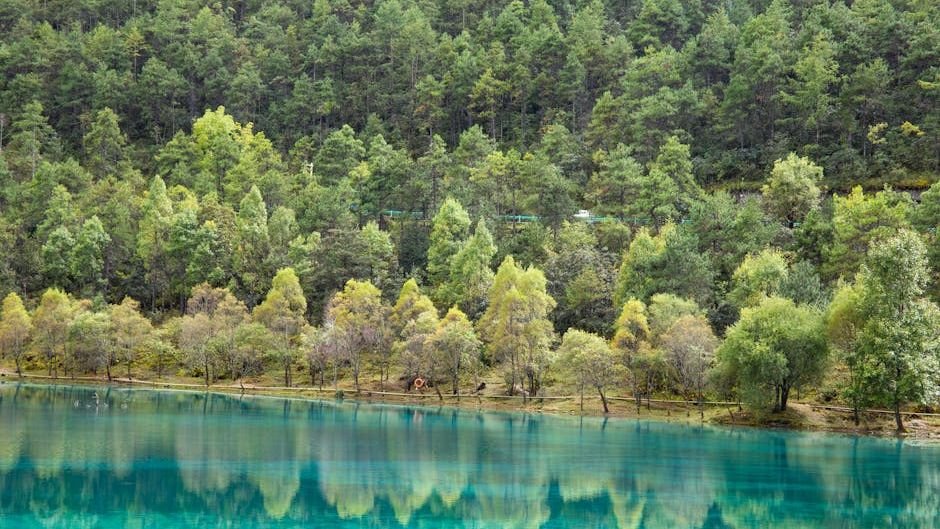 China Planted 78 Billion New Trees—and Messed Up Its Water Cycle