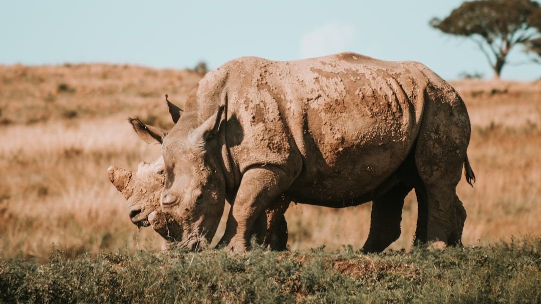 WWF Statement on Future of the Endangered Species Act