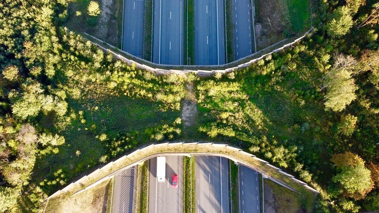 Conservation initiative hosts educational discussion on wildlife crossings