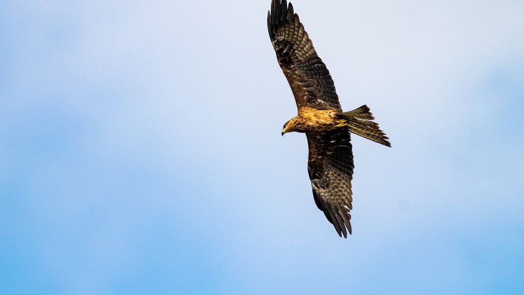 Golden eagles in England? Here’s the ecological case for bringing them back