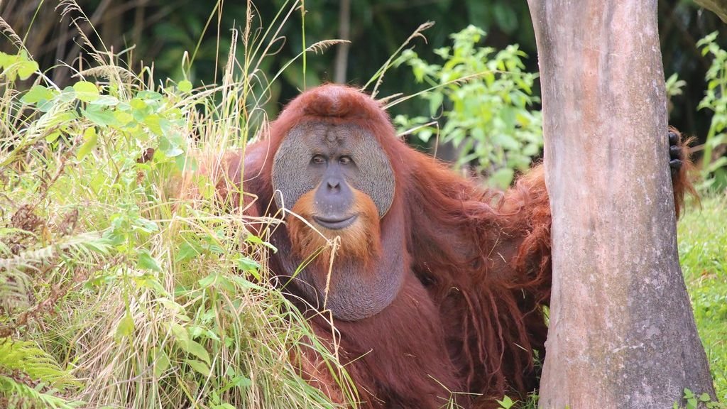 ‘Cries of delight’ as Sumatran orangutan filmed using canopy bridge to cross road for first time