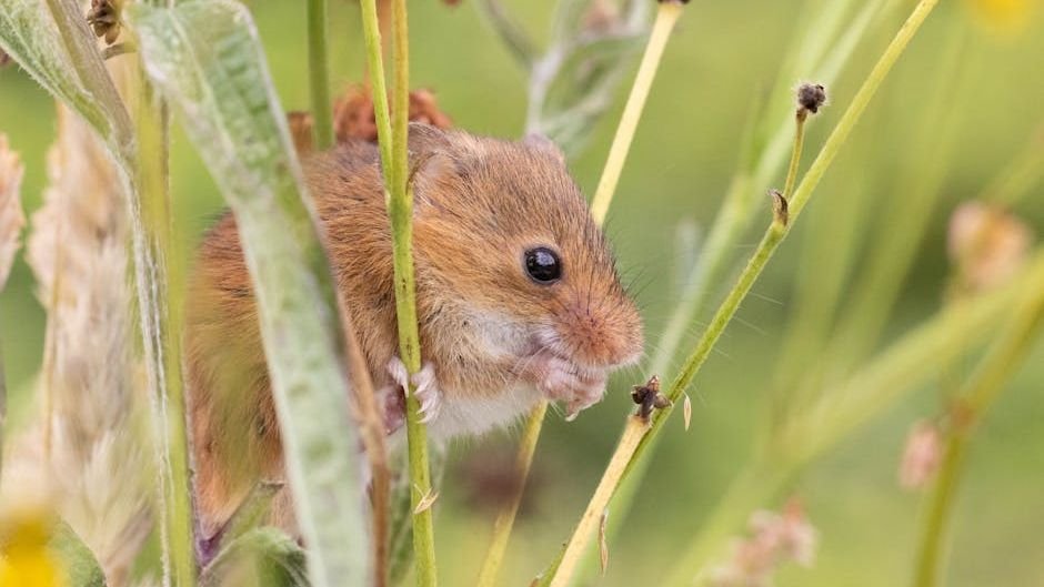 Week in wildlife: a tiny harvest mouse, bagel cats and a rhino out for a stroll
